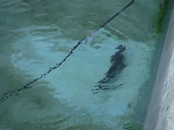 High angle view of fish swimming in sea