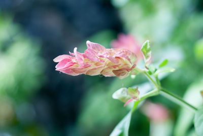 Close-up of pink rose blooming outdoors