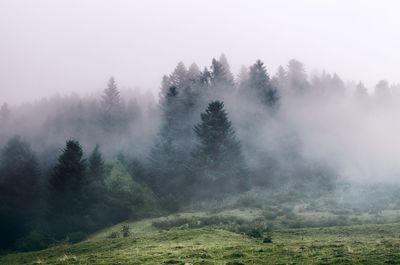 Trees on landscape against sky