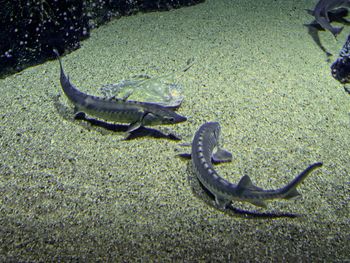 High angle view of crocodile on shore