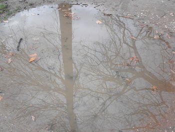 Reflection of trees in puddle