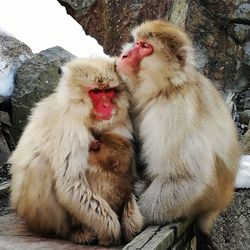 Close-up of monkeys on snow
