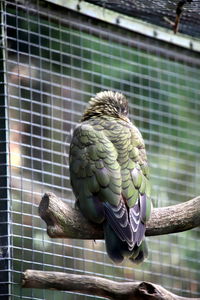 Close-up of parrot perching on tree in cage at zoo