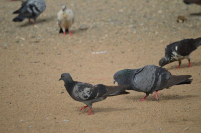 High angle view of pigeons on field