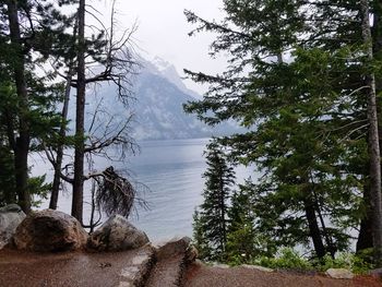 Scenic view of lake by trees against sky