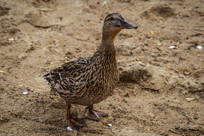 Close-up of mallard duck on sand