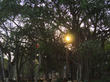 Sun shining through trees