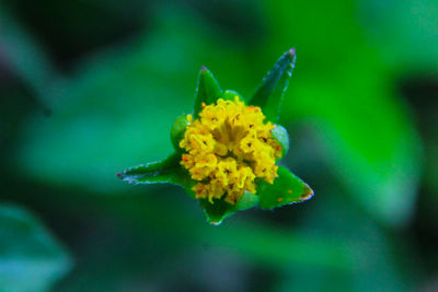 Close-up of yellow flower