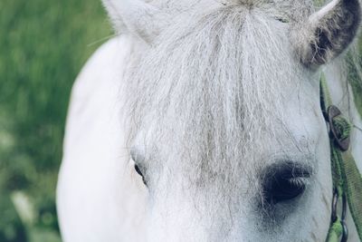 Close-up of white horse