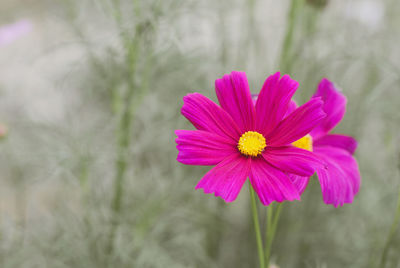 Close-up of pink cosmos flower