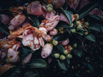 Close-up of flowers