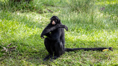 Monkey sitting on grass