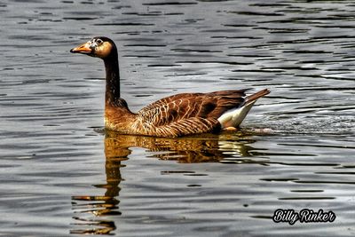 Duck swimming in lake