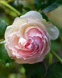 Close-up of pink rose