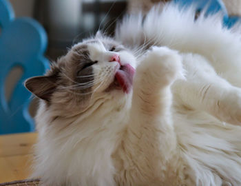 Close-up of white cat