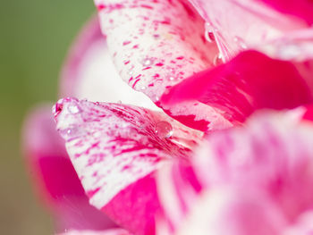 Close-up of pink rose flower