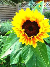 Close-up of sunflower