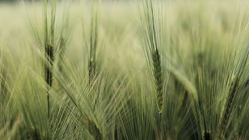 Close-up of wheat growing on field