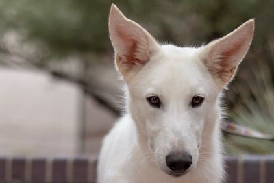 Close-up portrait of white dog