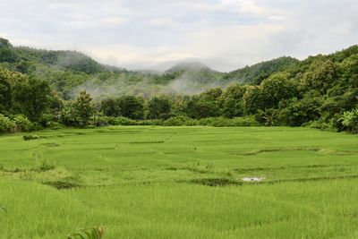 Scenic view of trees on field against sky