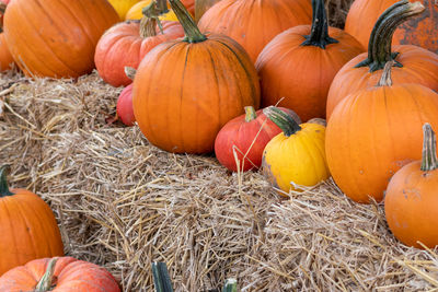 Many ripe halloween pumpkins as delicious vegetable in fall and thanksgiving season is orange fruit