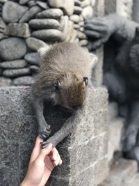 Monkey and human hands