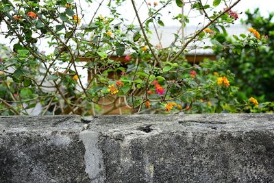 Plants growing on tree trunk