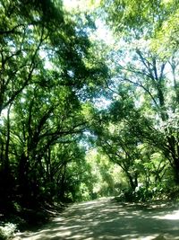 Road passing through forest