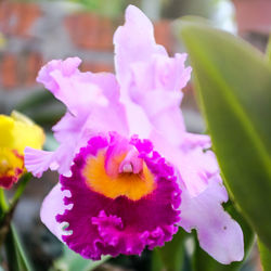 Close-up of flowers blooming outdoors