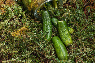 Close-up of green chili peppers on field