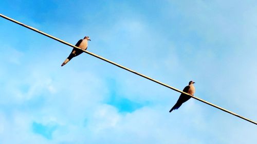 Low angle view of birds perching on cable against cloudy sky