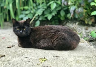 Portrait of cat by plants