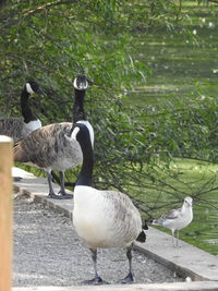 Ducks in a lake