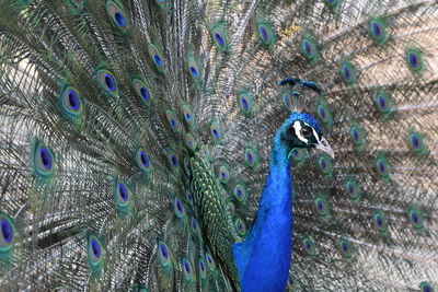 Full frame shot of peacock