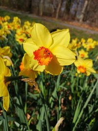 Close-up of yellow daffodil flowers in field