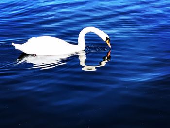 High angle view of swans swimming in lake