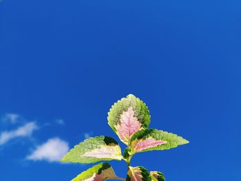 Low angle view of flowering plant against blue sky