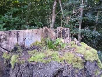 Close-up of plants growing in forest