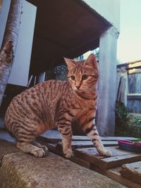 animal