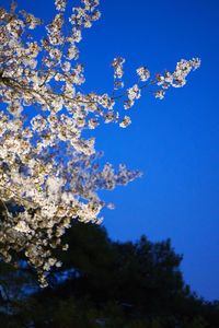 Low angle view of flowers against blue sky