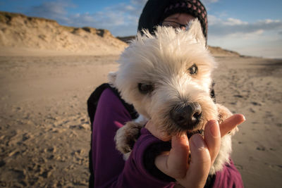 Close-up of puppy on sand