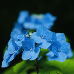 Close-up of blue hydrangea flowers