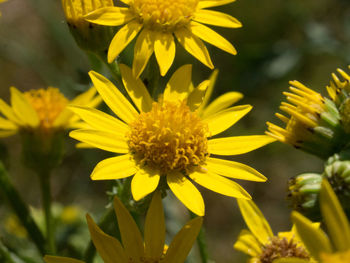 Close-up of yellow flowering plant