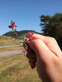 Close-up of hand holding red flowering plant