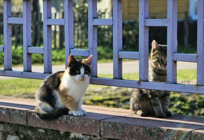 Cat sitting on railing against fence