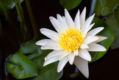 Close-up of white flower