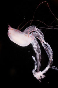 Close-up of jellyfish against black background