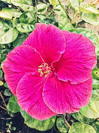 Close-up of pink hibiscus blooming outdoors