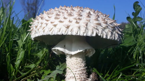 Close-up of mushroom growing on field