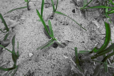 High angle view of plant on field